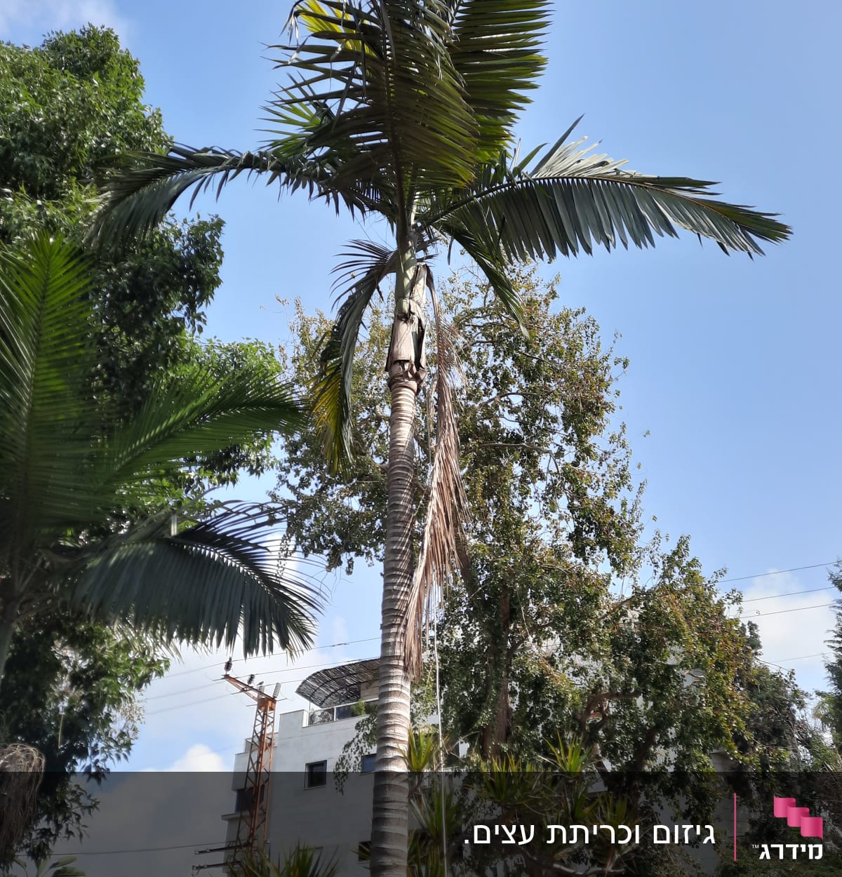 עץ דקל עם ענפים גזומים חלקית